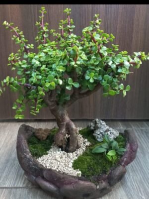 bonsais de jade kurama el camino de la vida