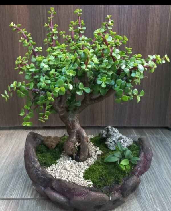 9Bonsai Jade Camino blanco bonsais de jade kurama el camino de la vida