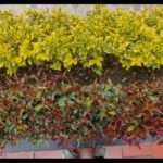 eugenia o durantas plantas para cercas vivas 30cm