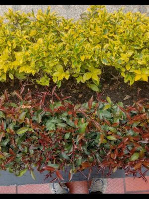 eugenia o durantas plantas para cercas vivas 30cm