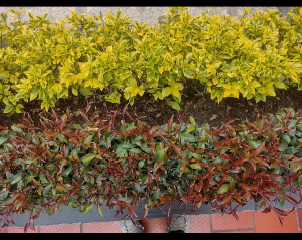 durantas e ugenias eugenia o durantas plantas para cercas vivas 30cm