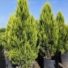pinos de 280cm