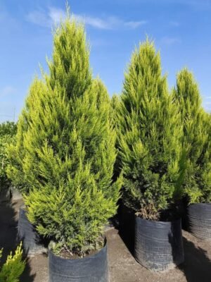 pinos de 280cm