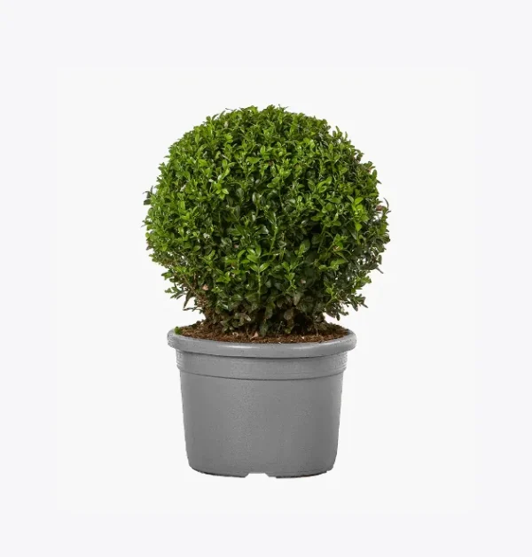 product-image-4_optimized bonsais de jade kurama el camino de la vida