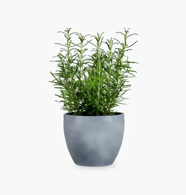 product-image-5_optimized bonsais de jade kurama el camino de la vida
