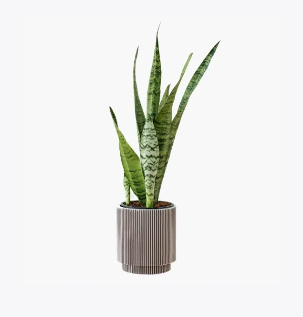 product-image-6_optimized bonsais de jade kurama el camino de la vida