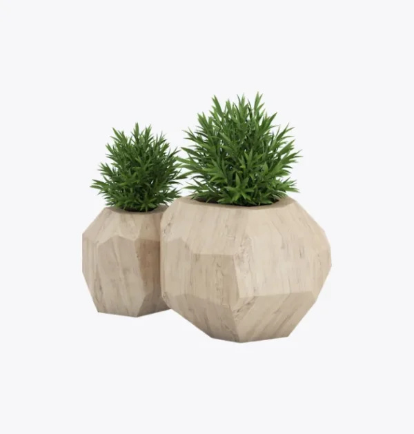product-image-7_optimized bonsais de jade kurama el camino de la vida