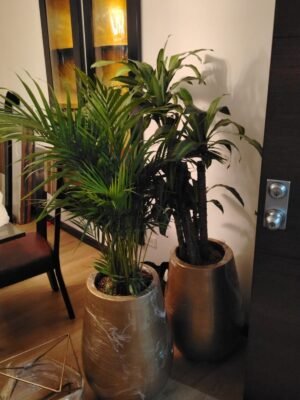 materas tipo gota golden de 60x40 +planta