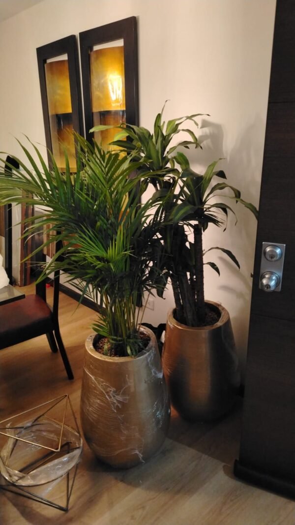 WhatsApp Image 2025-06-05 at 2.24.46 PM materas tipo gota golden de 60x40 +planta